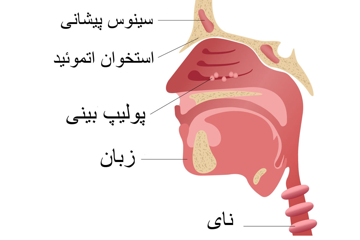 آناتومی داخل بینی